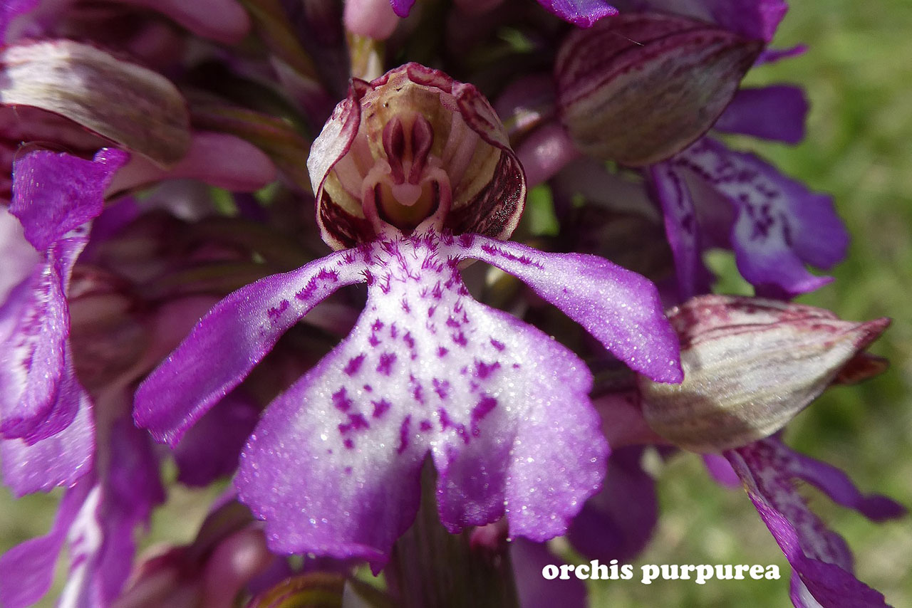 Orchis purpurea